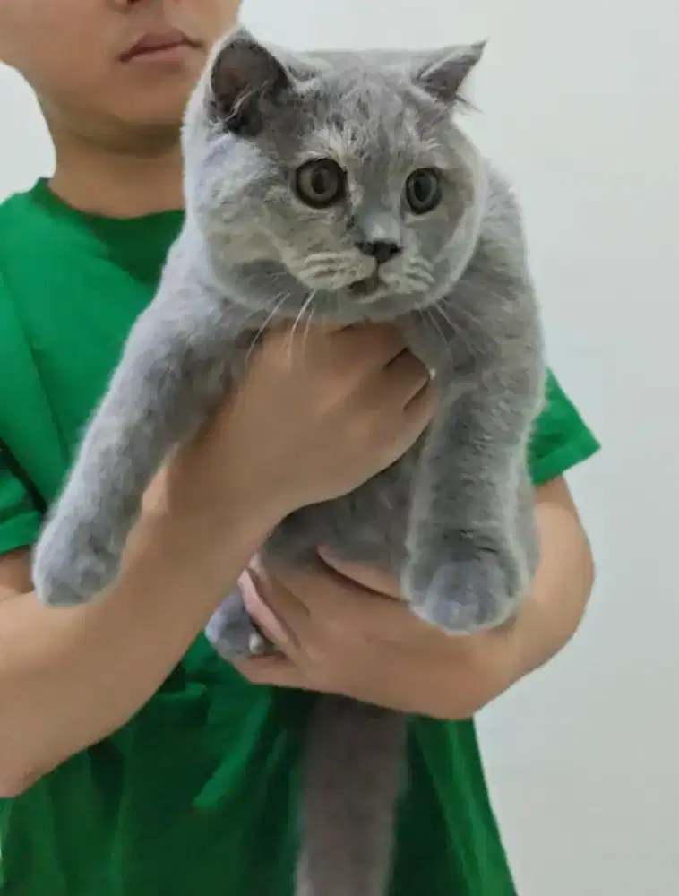 Kucing Scottish Fold