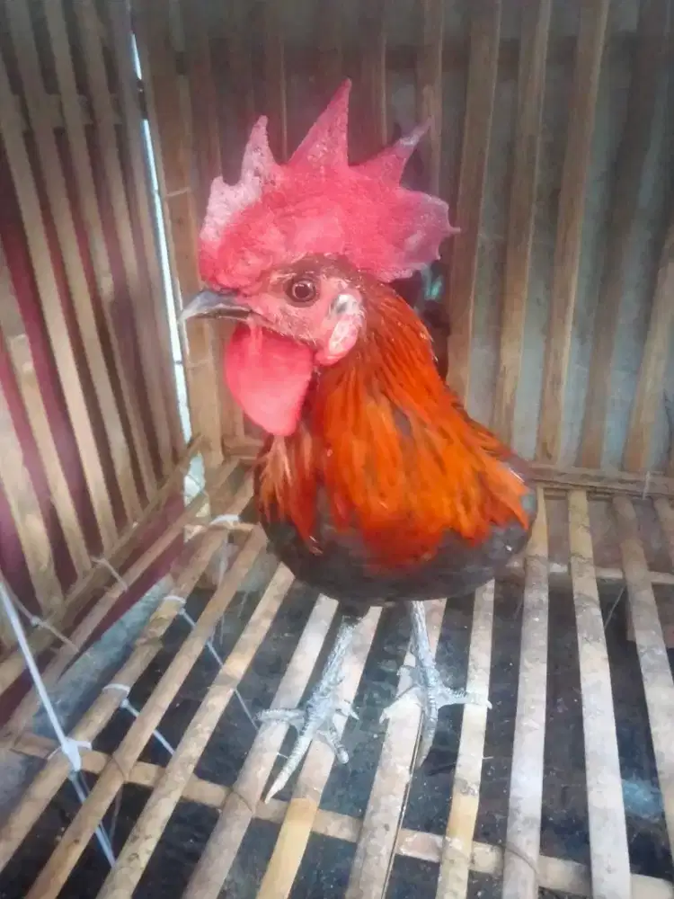Ayam ketawa Durpan bervideo