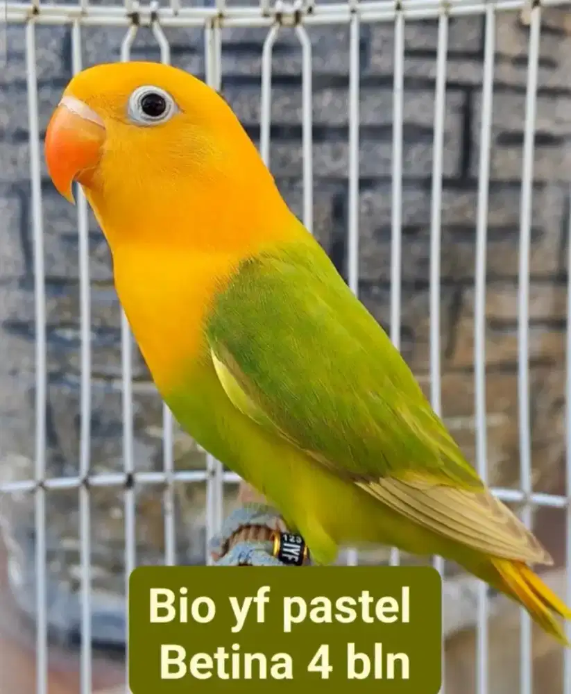 Burung Lovebird LB Bio YF Pastel 4bln Betina DNA