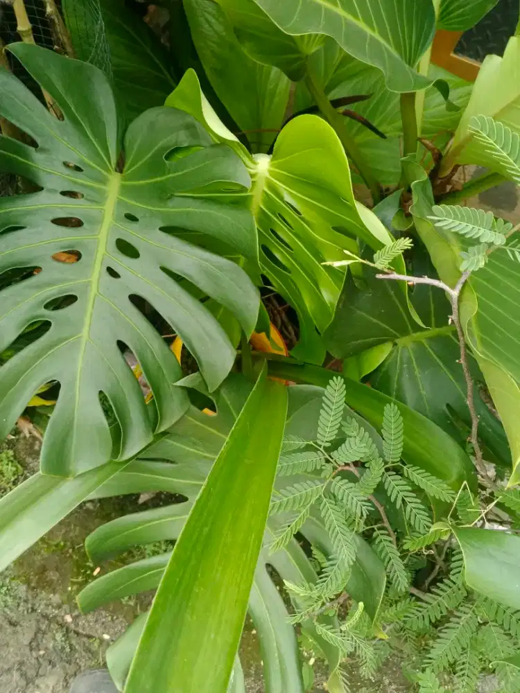 Tanaman hias borongan