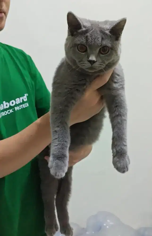 Kucing Scottish Straight