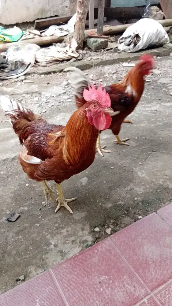 ayam petelur jantan ras Rhode Island Red umur 6 bulan