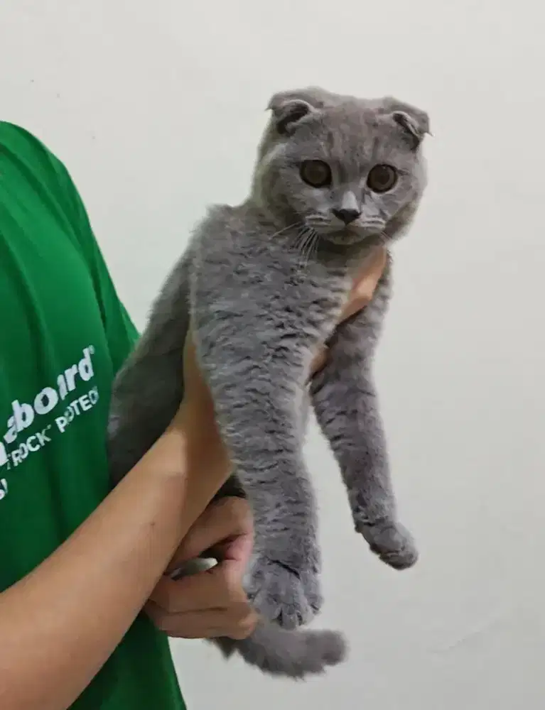 Kucing Scottish Fold