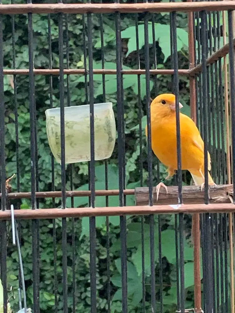 Burung kenari merlok