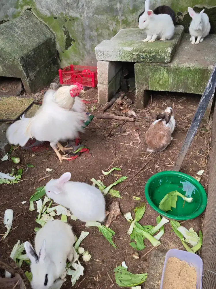 Kelinci sepasang