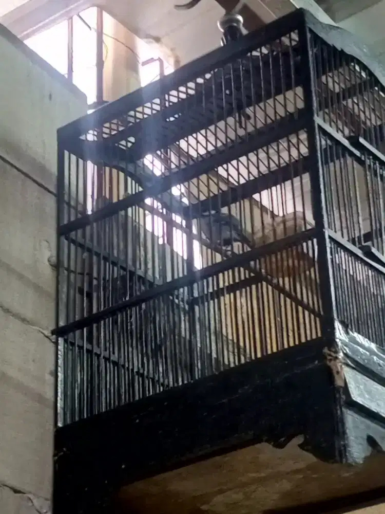 Burung gelatik batu