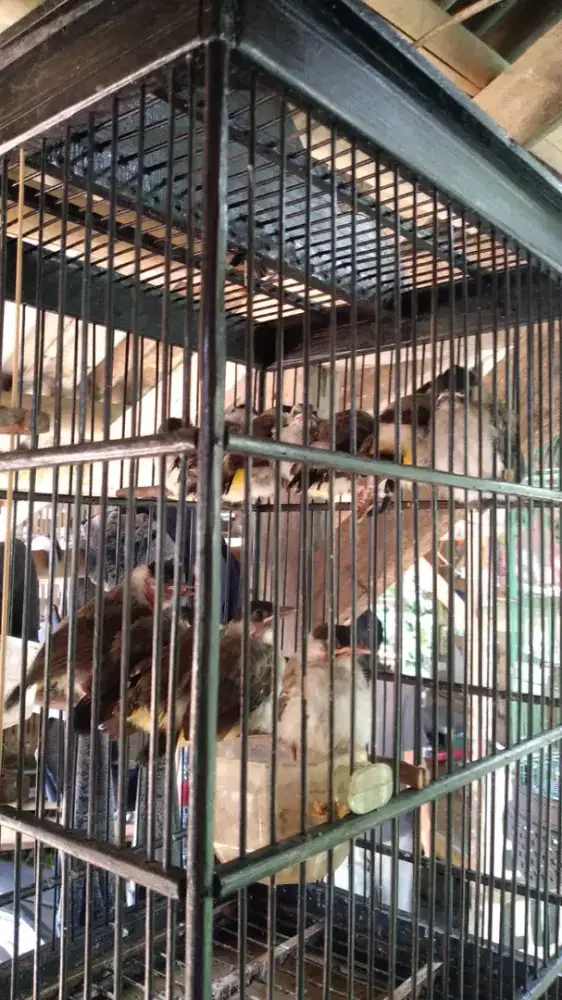 Burung anakan Trucuk jatim