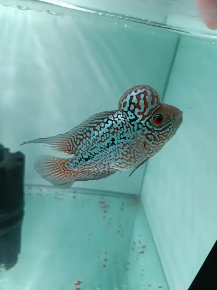 Ikan Louhan Kamfa F2 thailand