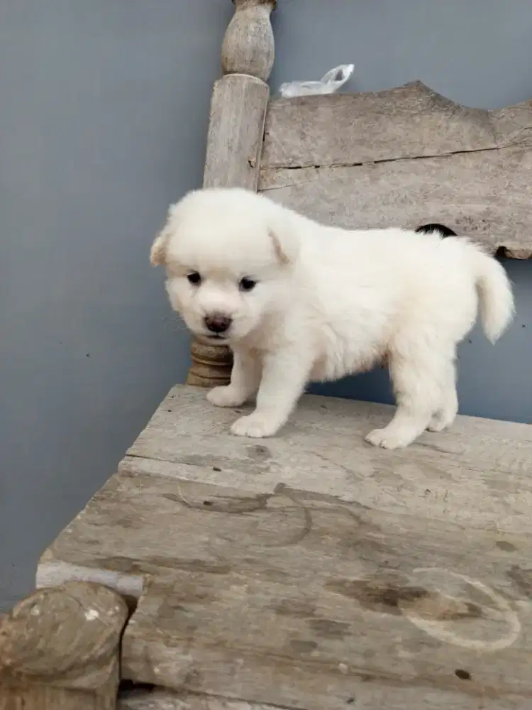 Anak anjing kintamani