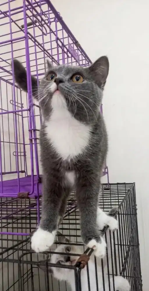 Kucing british shorthair