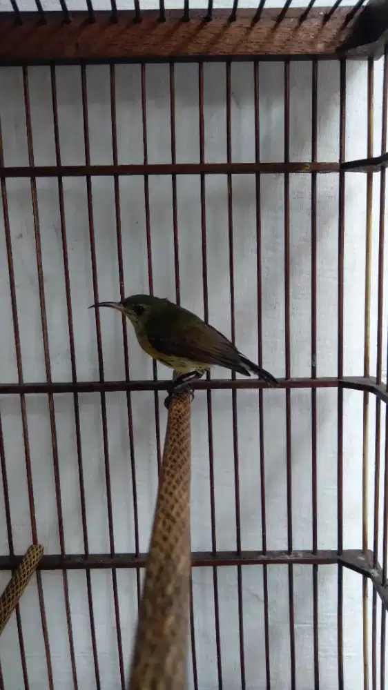 Burung Konin / Kolibri Ninja