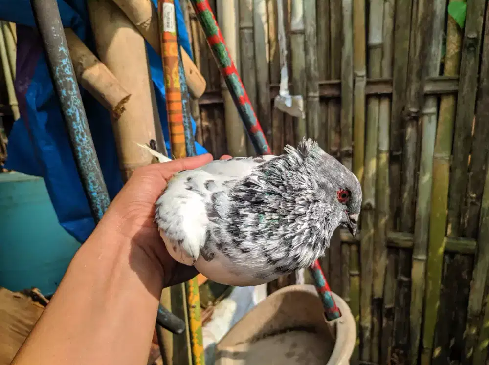 Burung jantan merpati dara endemik kupu
