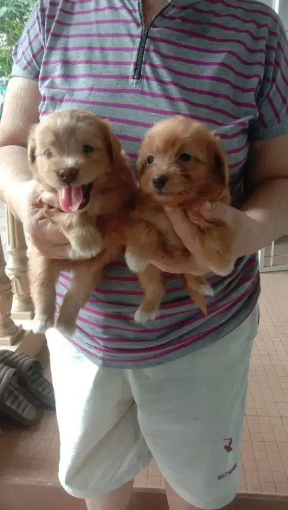 Maltipoo (maltese x poodle) betina dan jantan