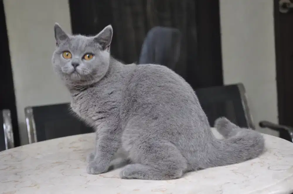 Bsh blue betina nonped