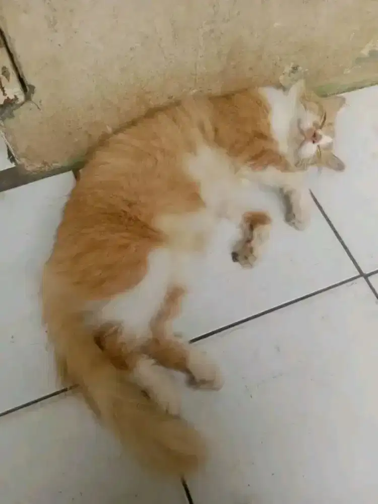 KUCING PERSIA ( BETINA )