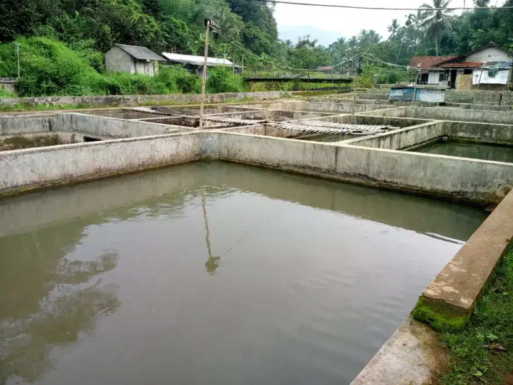 Di jual cepat kolam ikan