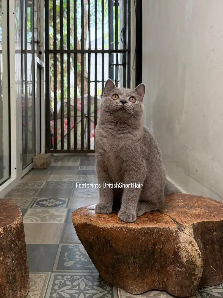 Kitten BSH Kucing British Short Hair