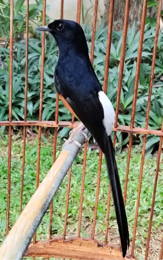 Murai batu dewasa