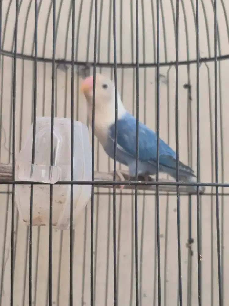 Love bird, Lovebird Biola, warna sesuai difoto, bio pb, bio euwing dll
