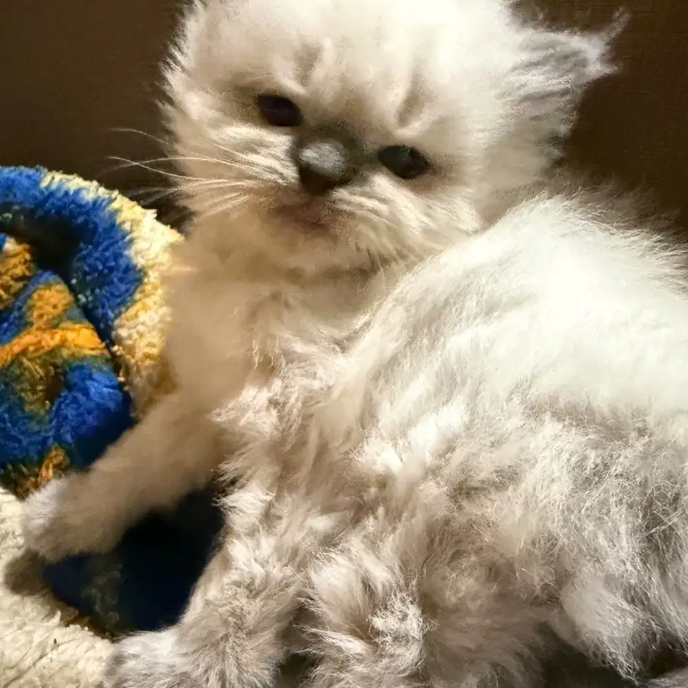 Kitten persia warna putih