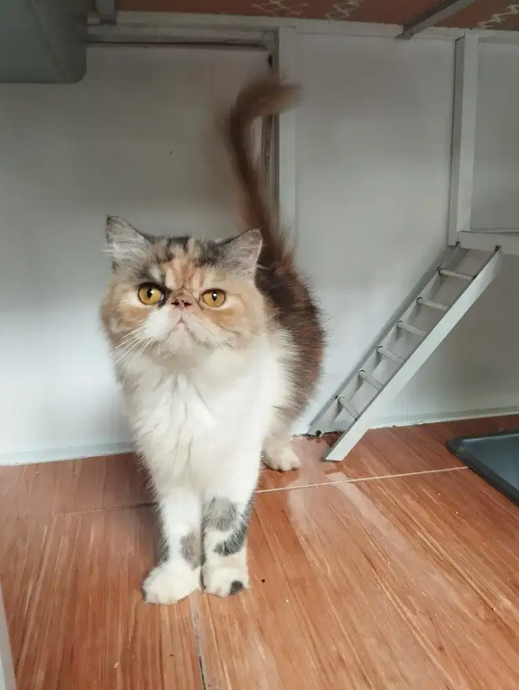 Kucing Persia Peaknose