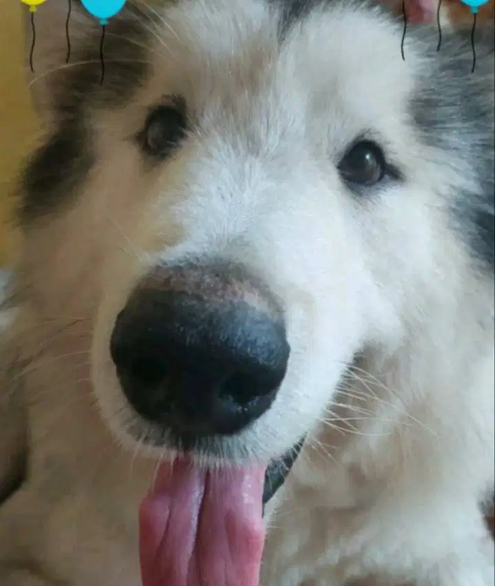Dogy cari keluarga baru yg penyayang
