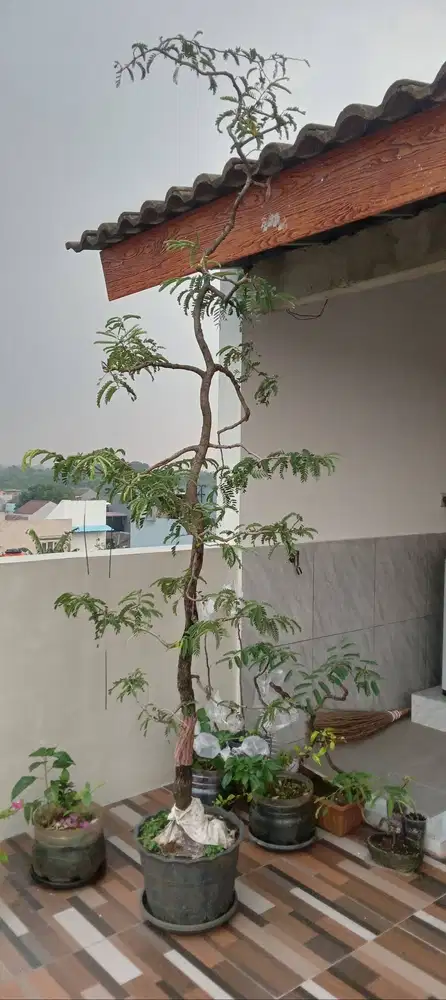 Bonsai Tamarin jumbo