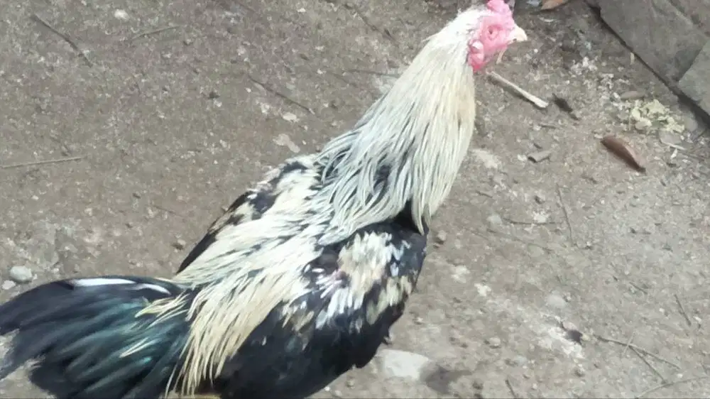 Ayam Bangkok Purworejo