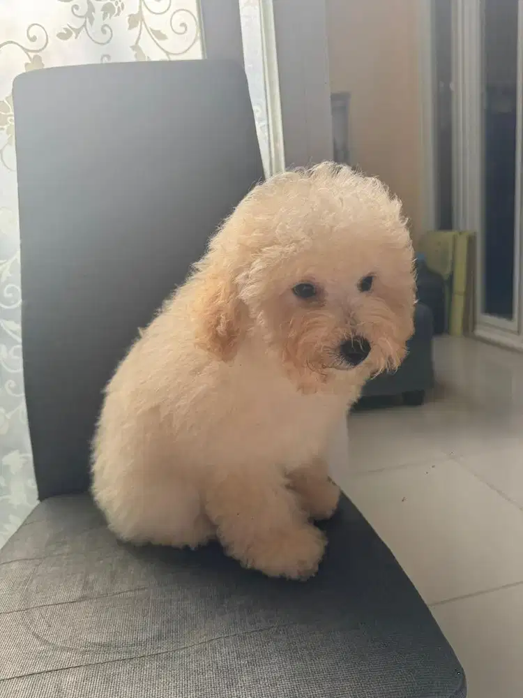 Di jual poodle betina umur 7 bulan