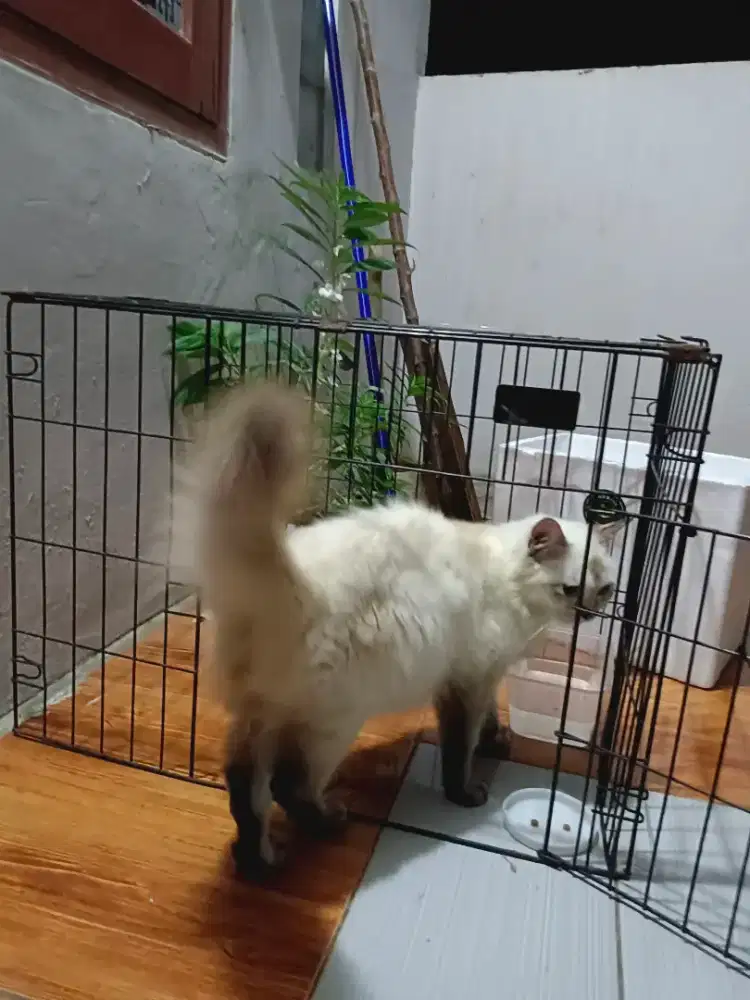 Kucing Persia Himalaya