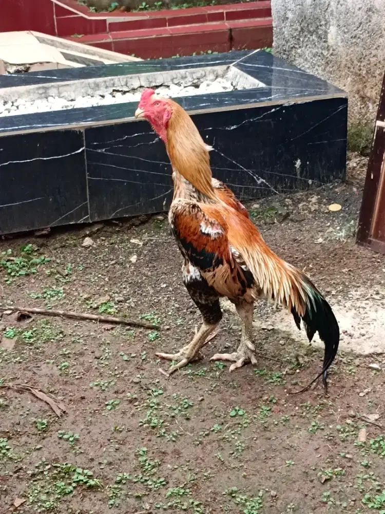 Ayam shamo Eropa 3c