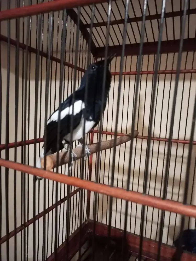 Burung Kacer ONFIRE Gacorrr Dorrr