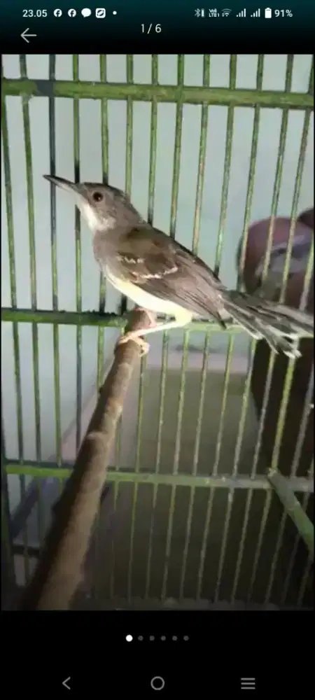 Burung ciblek semi jantan