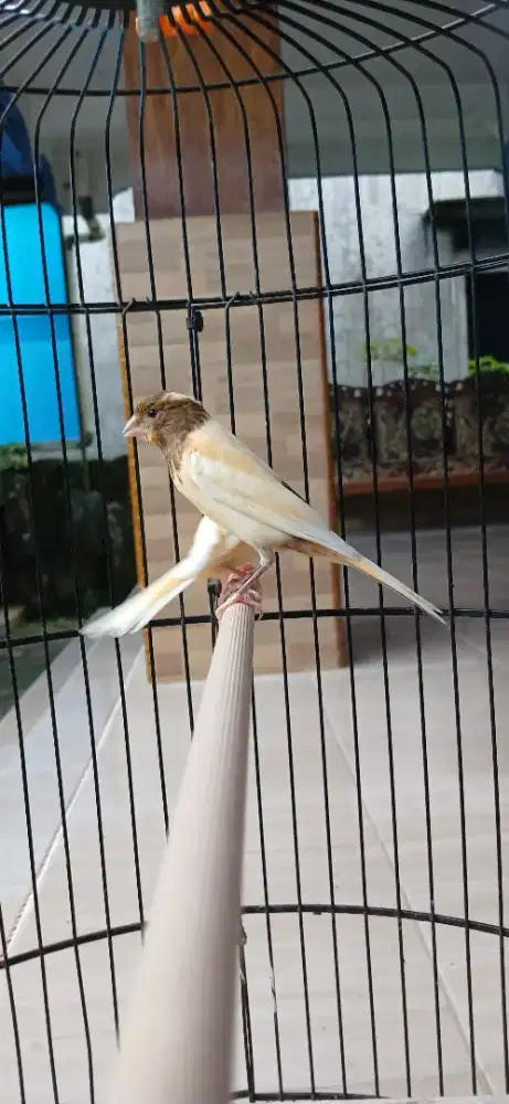 Burung kenari warna cerahhh