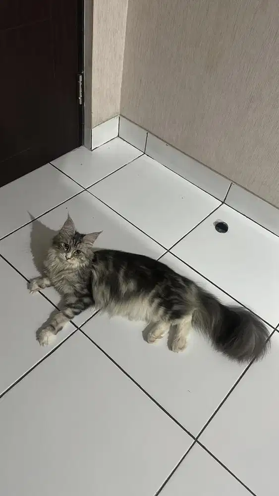 Kucing maine coon betina umur 11 bulan