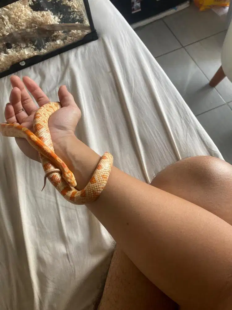 Corn Snake Amelanistic