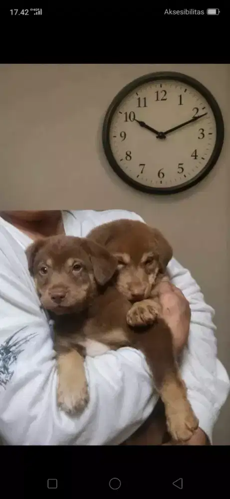 Anak anjing lucu pintar