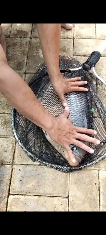 indukan gurame 3kg