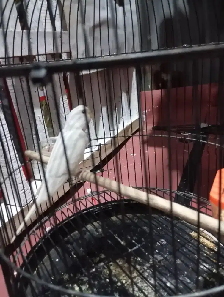 burung parkit albino mata merah