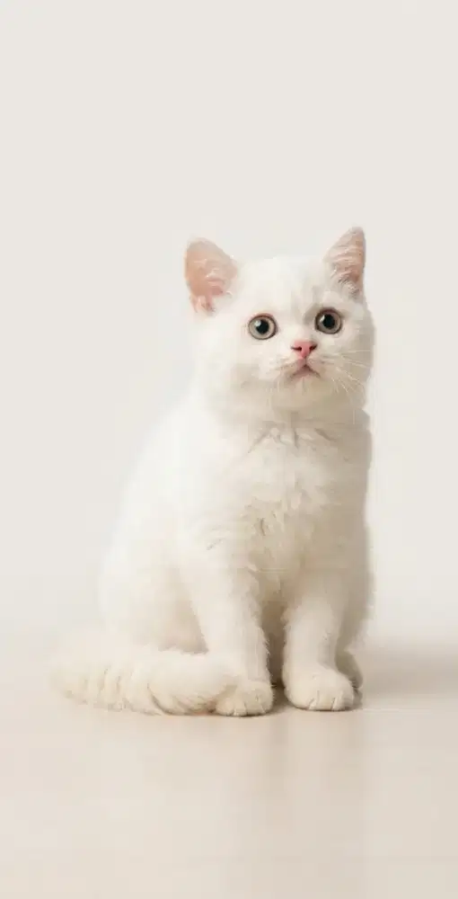 BSH White Solid Betina