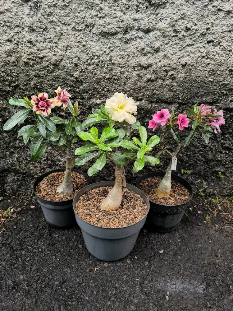 Tanaman adenium 200k 3 pot