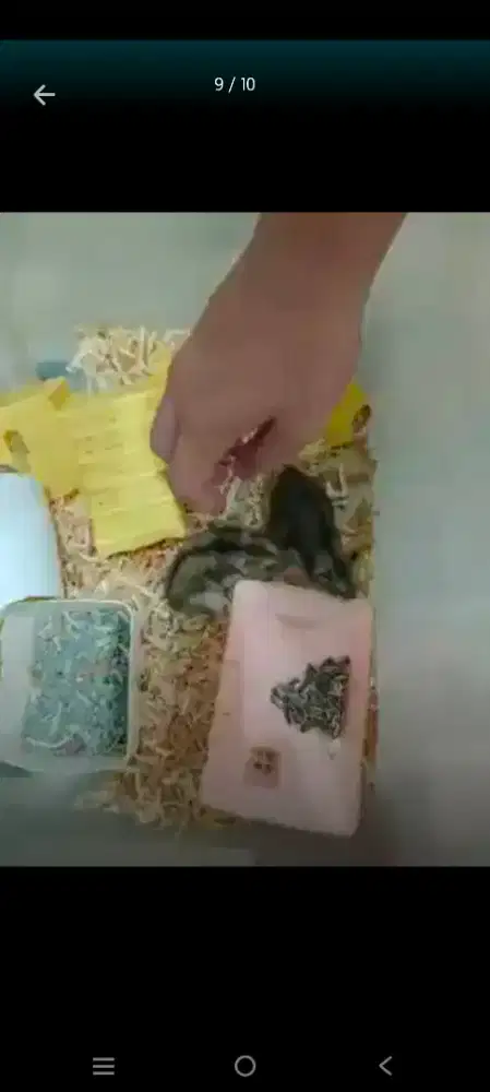 Hamster jenis winter