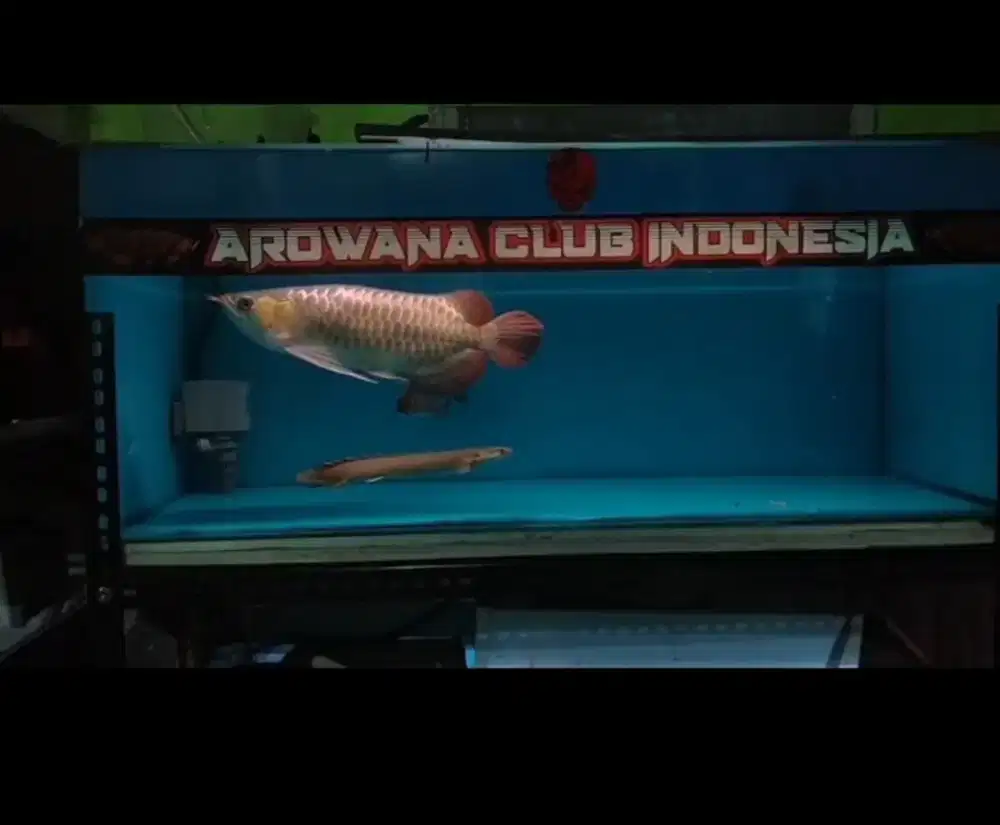 Arwana super red ssb 38 cm