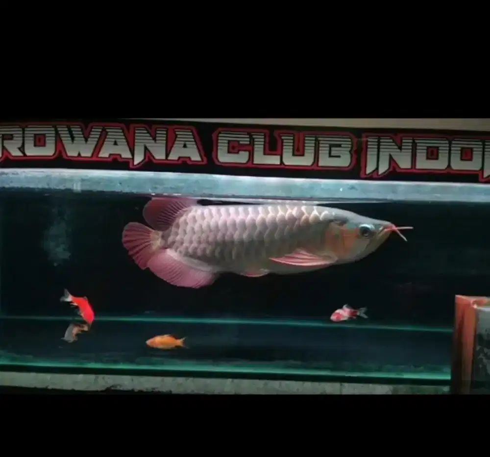 Arwana super red 38 cm sumo