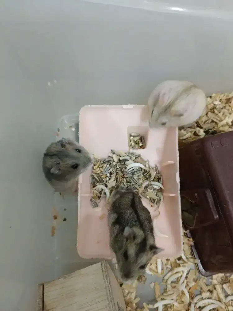 Hamster *winter* kecil lucu