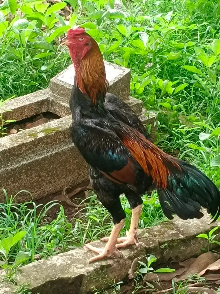 Ayam shamo jepang