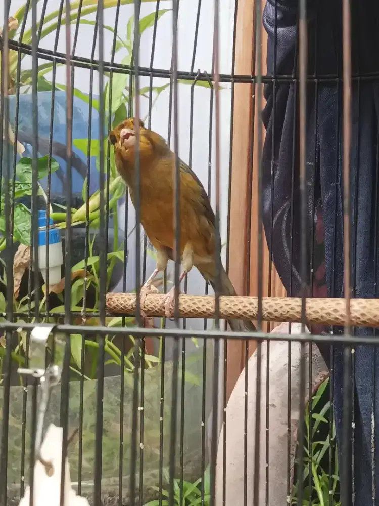 Burung kenari Afs