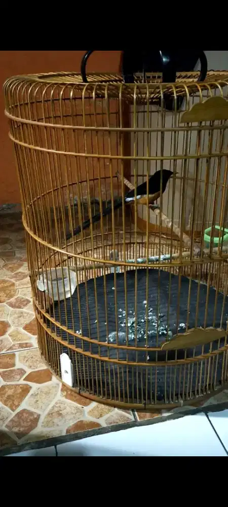 Murai batu Medan