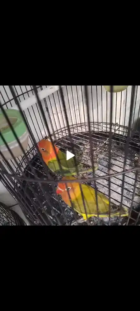 Burung Lovebird