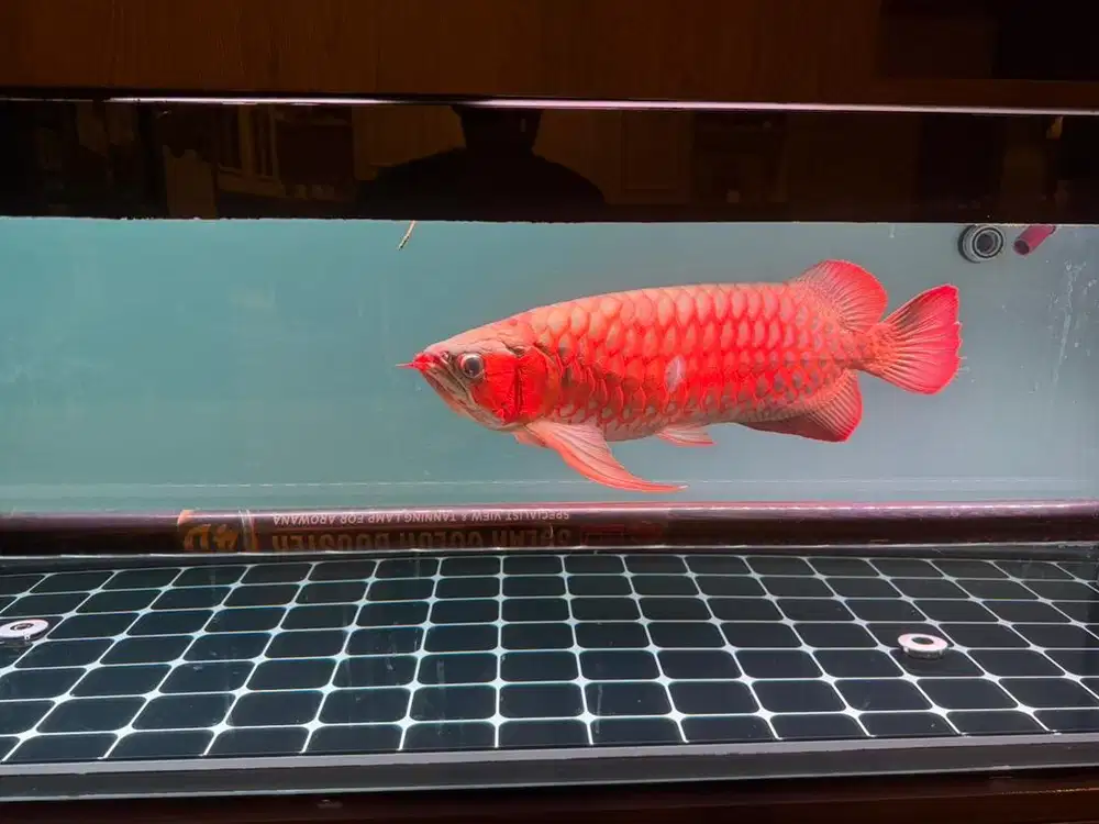 Arowana/arwana superred SR